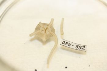 Media type: image;   Invertebrate Zoology OPH-992 Description: Preserved specimen.;